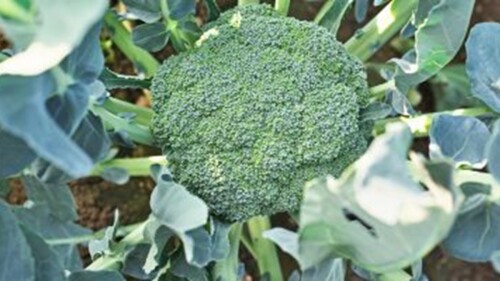 Brocoli - Imagen noticia.jpg